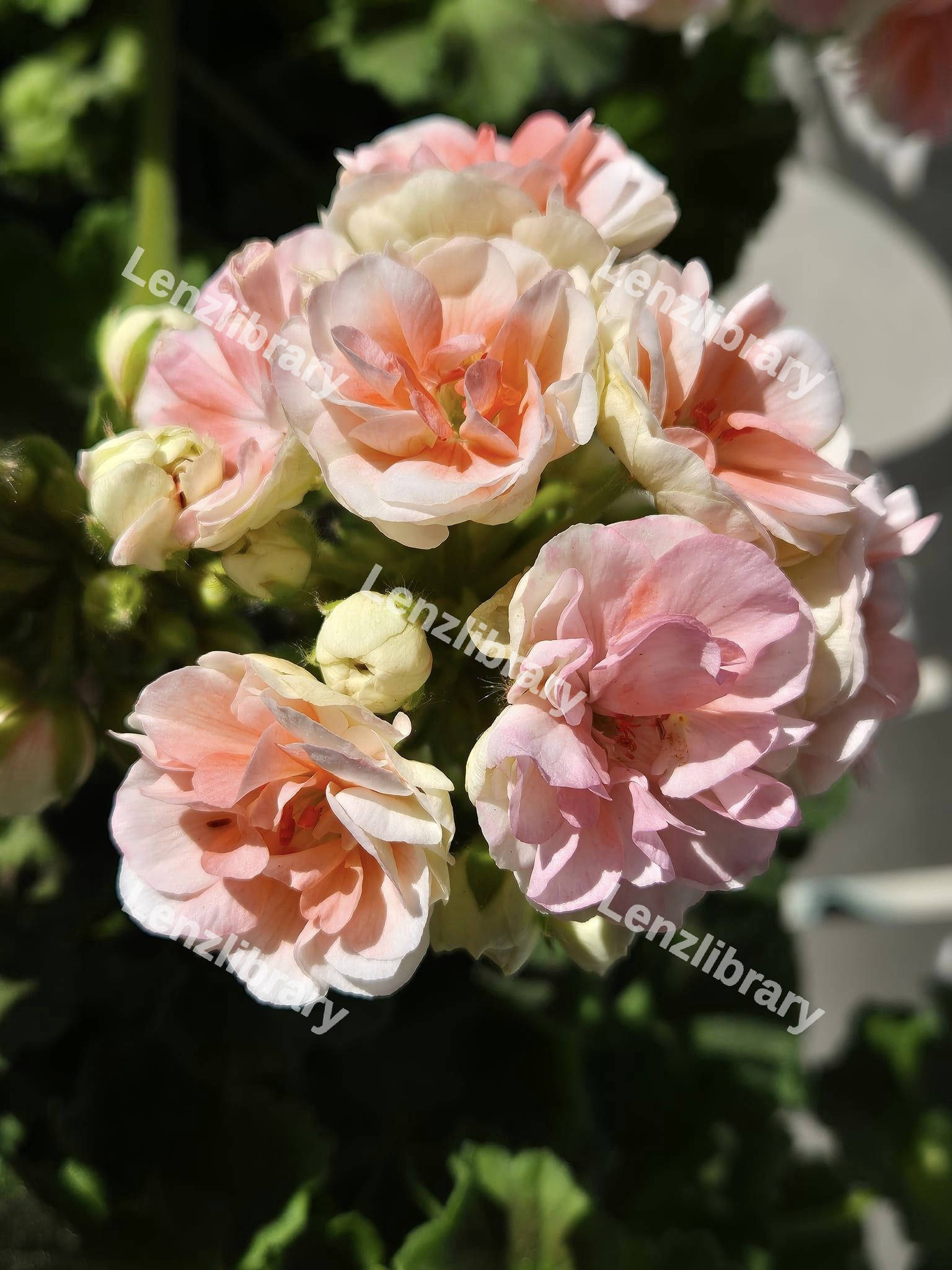 Salmon Roses